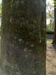 Carpinus betulus