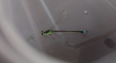 Ischnura senegalensis