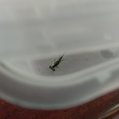 Ischnura senegalensis