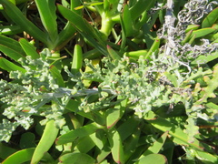 Arctotis aspera aspera