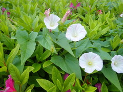 Calystegia hederacea