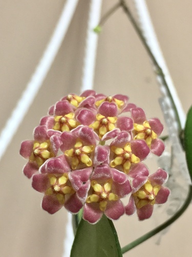 Hoya davidcummingii Kloppenb. 3