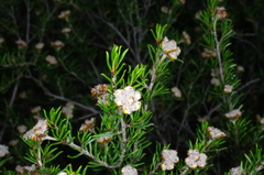 Spyridium eriocephalum