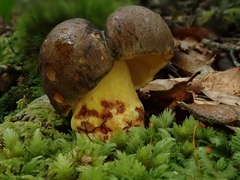 Boletus leptospermi