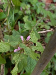 Lamium purpureum