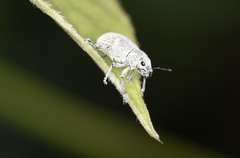 Eugnathus distinctus