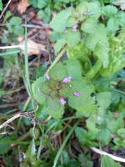 Lamium purpureum