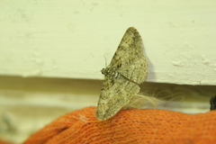 Cleora cinctaria