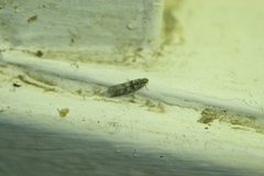 Ancylosis oblitella