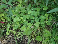 Viola grypoceras grypoceras