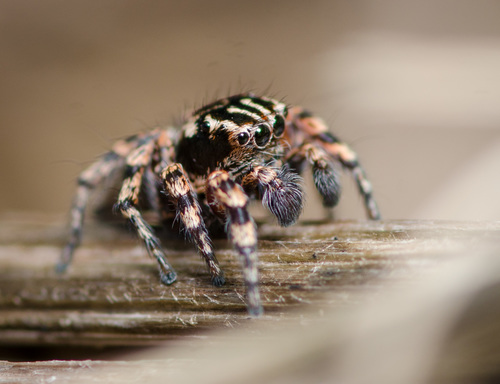 Habronattus fallax photo 2