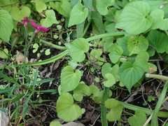 Viola grypoceras grypoceras