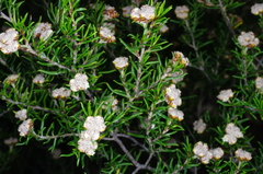 Spyridium eriocephalum