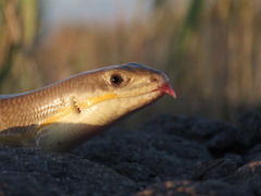 Eumeces schneiderii
