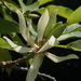 Magnolia × alba - Photo (c) hollythefrog, algunos derechos reservados (CC BY-NC), uploaded by hollythefrog