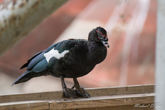 Cairina moschata domestica