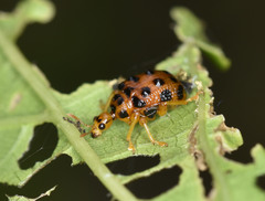 Agomadaranus pardaloides