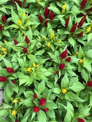 Celosia argentea plumosa