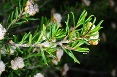 Spyridium eriocephalum