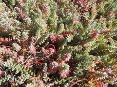 Chenolea diffusa