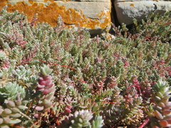 Chenolea diffusa