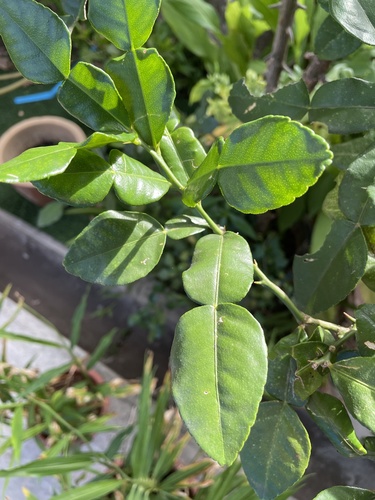 Citrus hystrix