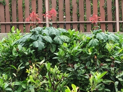 Clerodendrum japonicum