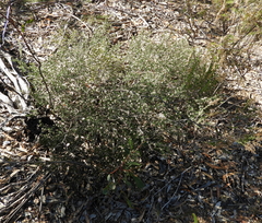 Spyridium eriocephalum