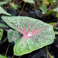 Caladium