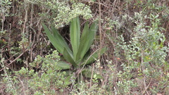Furcraea andina