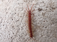 Lithobius nigripalpis