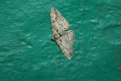 Cleora cinctaria