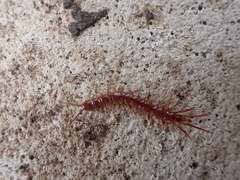 Lithobius nigripalpis