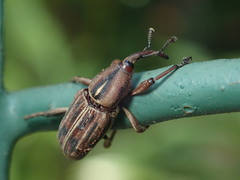 Rhabdoscelus lineaticollis