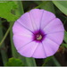 Convolvulus althaeoides althaeoides - Photo (c) Aissa Djamel Filali, some rights reserved (CC BY-SA), uploaded by Aissa Djamel Filali