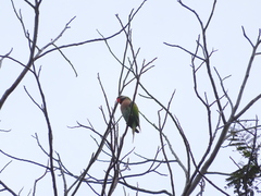 Psittacula alexandri