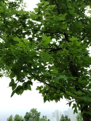 Liquidambar formosana