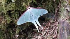 Actias neidhoeferi