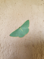 Chlorocoma assimilis