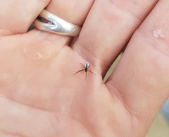 Argyrodes antipodianus