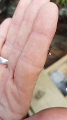 Argyrodes antipodianus