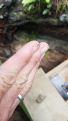 Argyrodes antipodianus