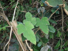 Rubus reflexus