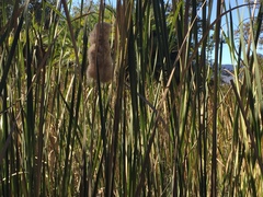 Typha capensis