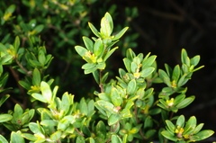 Pimelea hewardiana