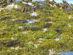 Brassicophycus sisymbrioides