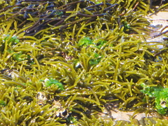 Brassicophycus sisymbrioides