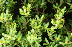 Pimelea hewardiana