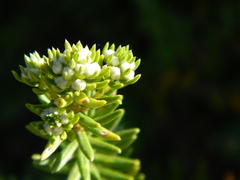 Phylica axillaris maritima