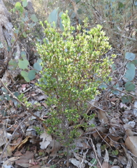 Pimelea hewardiana